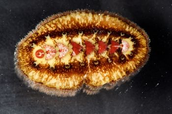 Media type: image;   Malacology 384364